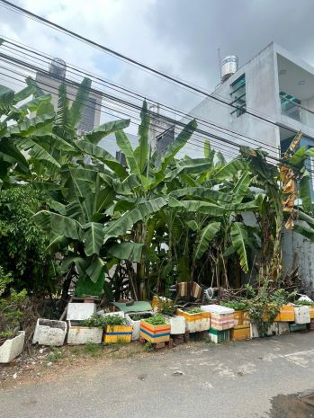 Bán đất khu chợ long trường - quận 9 - tp hồ chí minh 7604842