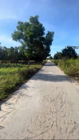 Không có thời gian - cho thuê vườn đang có sẵn xoài 7607564
