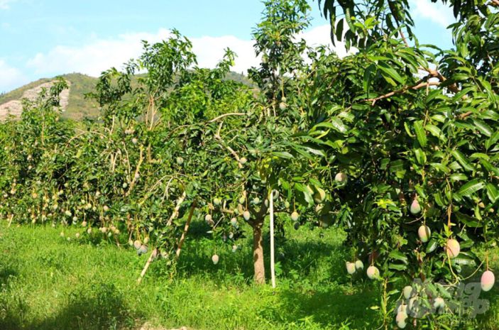 Không có thời gian - cho thuê vườn đang có sẵn xoài 7607565