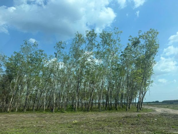 Siêu phẩm 46x110 2mt củ chi  4.500m², thổ cư 2.600m², 7608109