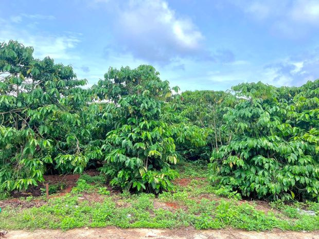 Cần bán đất ven đà lạt 308m² có 268m² thổ cư view núi 7609294