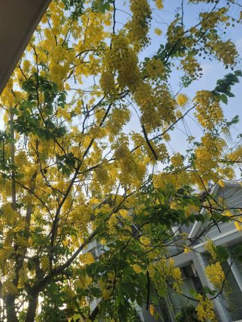 Chính chủ bán tòa căn hộ dịch vụ 12 phòng  bình tân, 7624817