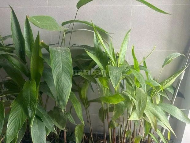 Chính chủ cho thuê căn hộ hagl 3pn, dt 117m2, 72 hàm nghi, 7625299