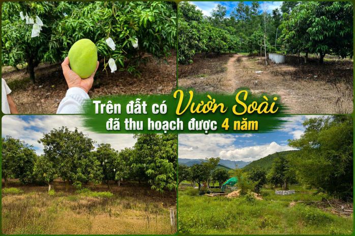 Chính chủ bán đất sát fram nông trại vui 1 05 tỷ 1155m2 giá 7636874