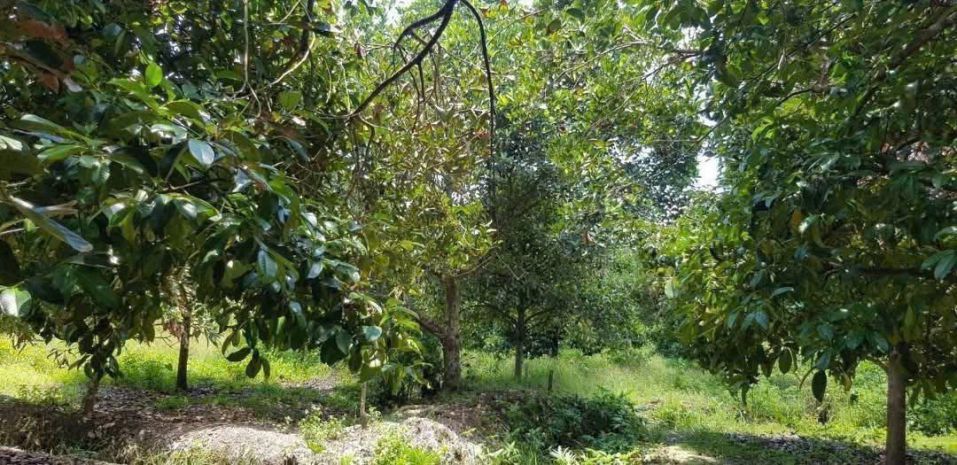 Siêu phẩm đất khu dân cư  trung an, củ chi  quy mô khủng 7644908