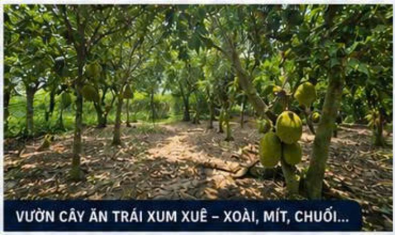 Chủ giảm ngay 1 tỷ  giá chào mới chỉ 24 tỷ  đất vườn 1 7653465