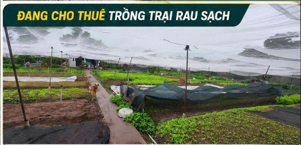Đất rộng 1.562m²  chỉ 300m ra chợ hóc môn  300m² thổ cư 7655941