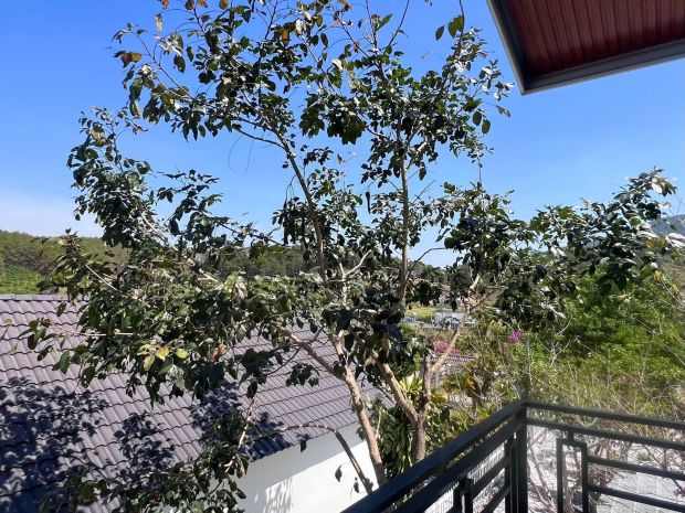 Cần bán nhà vườn 503m² có 100m² thổ cư, sân vườn rộng 7671033
