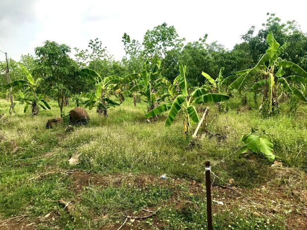 Chính chủ bán gấp đất trồng cây lâu năm 1.000m² tại định 7674054