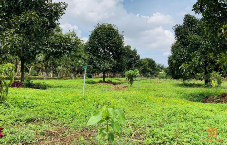 Bán đất vườn tây ninh , 991m2 , có sổ 7678717