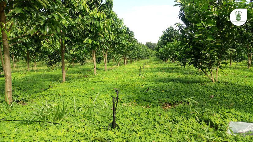 Bán đất vườn tây ninh , 991m2 , có sổ 7678719