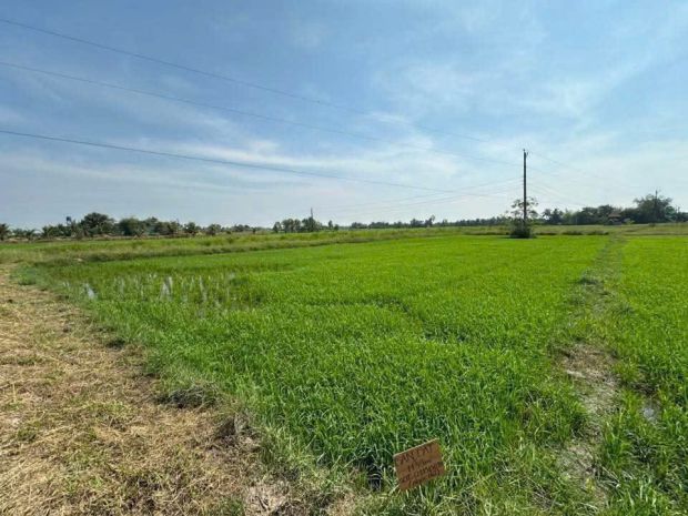 Cơ hội đầu tư giá tốt - chính chủ bán gấp lô đất trồng lúa 7679034