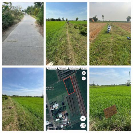 Cơ hội đầu tư giá tốt - chính chủ bán gấp lô đất trồng lúa 7679036