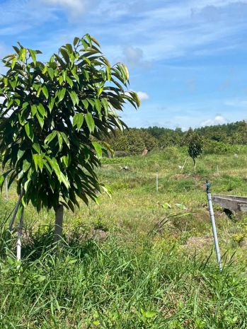 Chính chủ bán 7.000m² đất nhà vườn gần kcn phước đông  mặt 7682251