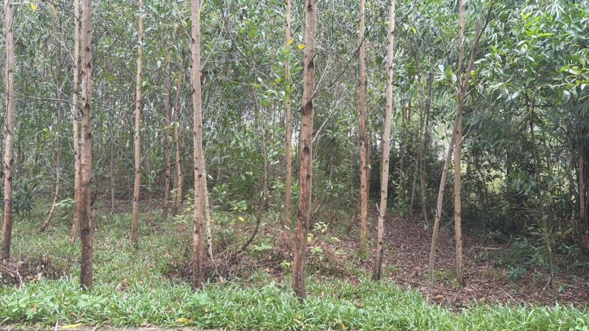 Đầu tư sinh lời - chính chủ cần bán 2 lô liền kề khu vực 7723611