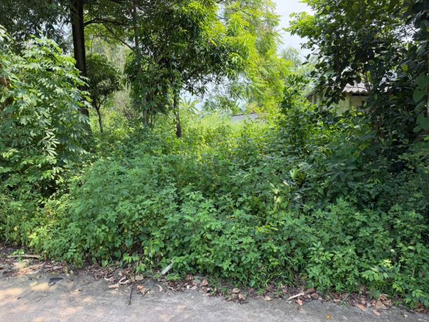 Bán lô đất có diện tích 100m2  thổ cư 50m tại thôn láng 7724102
