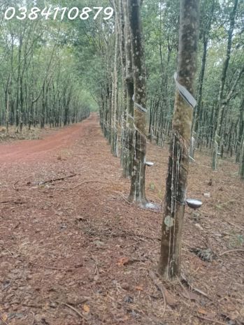 320ha nguồn thu mạnh tìm nhà đầu tư320ha nguồn thu mạnh tìm 7738778