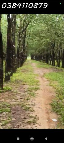 320ha nguồn thu mạnh tìm nhà đầu tư320ha nguồn thu mạnh tìm 7738779