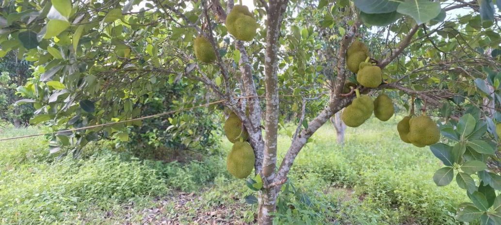 Đất đẹp  giá tốt - cần bán nhanh lô đất tại đường hương lộ 7745683