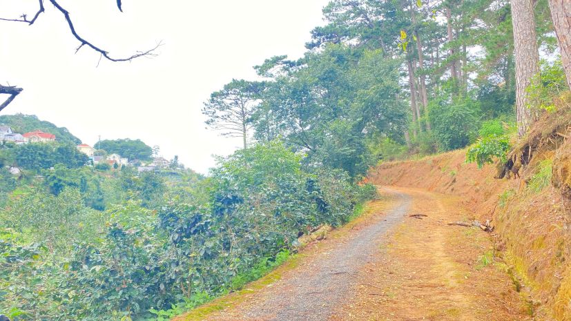 E đang có 8.000m2 hẻm khe sanh, p10 - đà lạt, lâm đồng 7747633