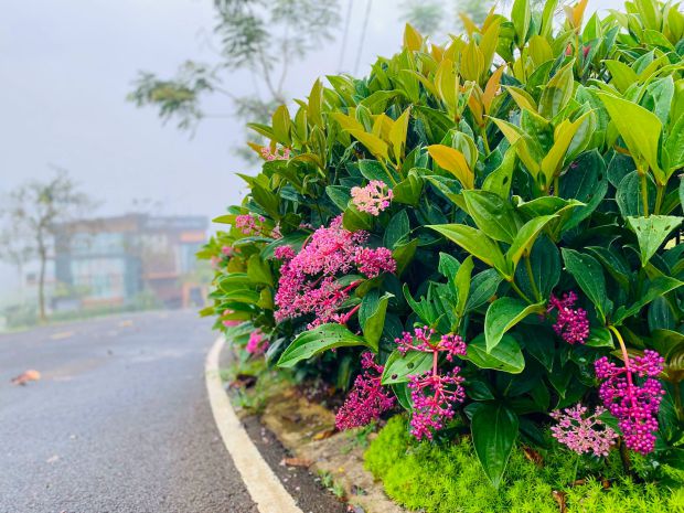 Đất nghỉ dưỡng trung tâm tp bảo lộc chỉ 800tr sổ sẵn 7753329