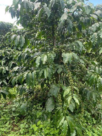 Đất đẹp  giá tốt - cần bán nhanh lô đất tại xã tân lâm, 7766431