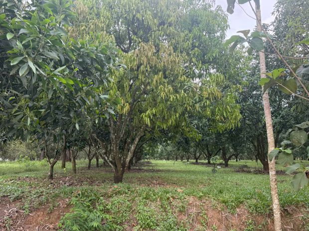 Bán đất nền gia kiệm, thống nhất  mặt tiền quy hoạch giao t 7804868
