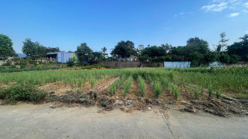 Bán đất lõi trung tâm phú cát  108,1m² full thổ cư  sẵn sổ 7809467
