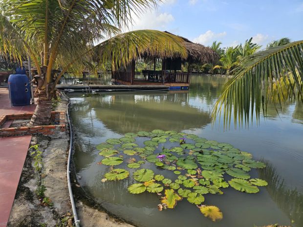 Bán nhà vườn nghỉ dưỡng hơn 3.000m²  không gian sống xanh, 7813262